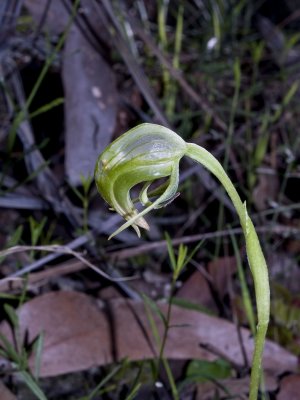 Green Hooded Orchid