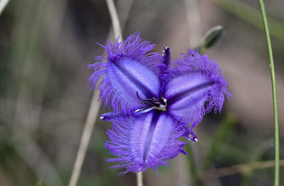 Thysanotus tuberosus - Fringed Lily