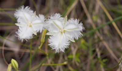Thysanotus tuberosus - Fringed  white lily