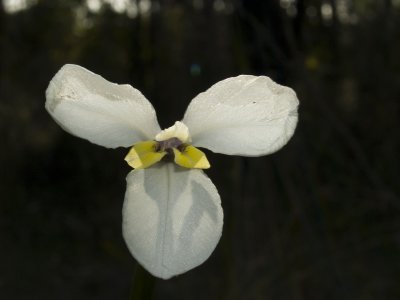 Orchid 2