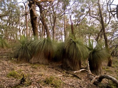 Grass Tree Forest