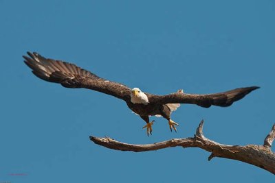 florida birds 2009