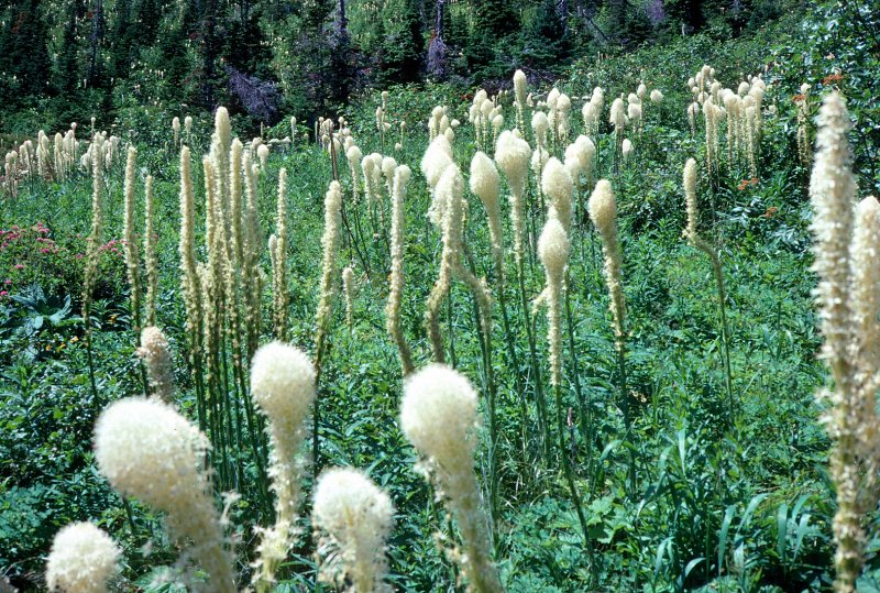 Bear Grass in Full Bloom