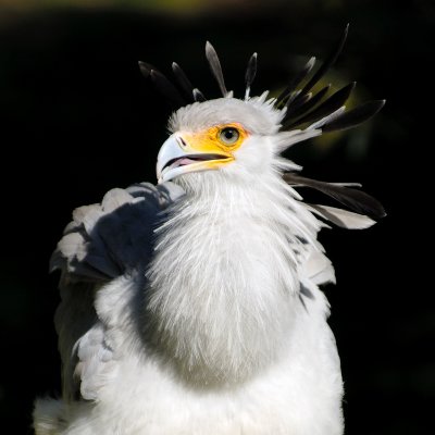 Secretary Bird, Sagittarius Serpentarius