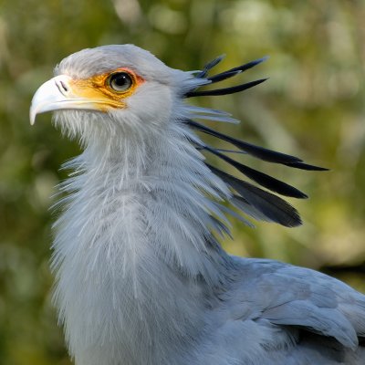 Secretary Bird, Sagittarius Serpentarius