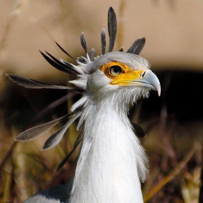 Secretary Bird, Sagittarius Serpentarius