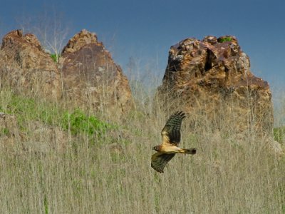Hawks at Lake Hodges