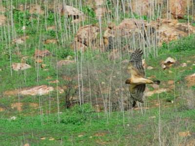 Hawks at Lake Hodges