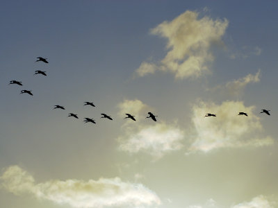 Ibis Formation