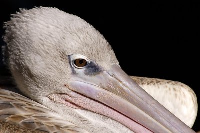 Pelican - In your Face