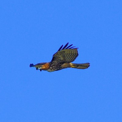 Red Tailed - Fly By [1]