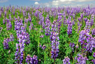 Fields of Lupine