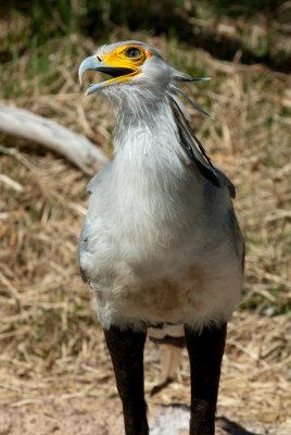 Sharp Tounged (and Beak)