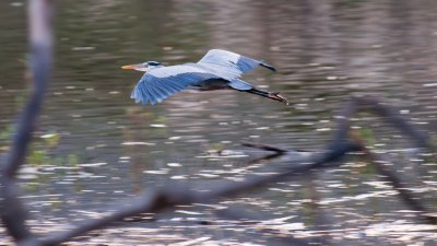 Great Blue Heron BIF