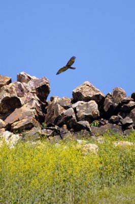 Nature's food chain back in place