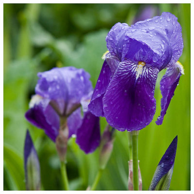 Irises, just Irises