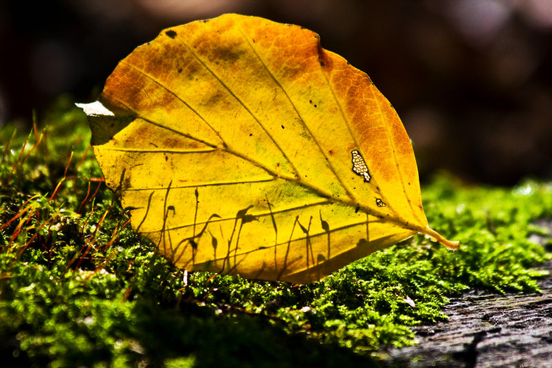 22 October - mossy shadows