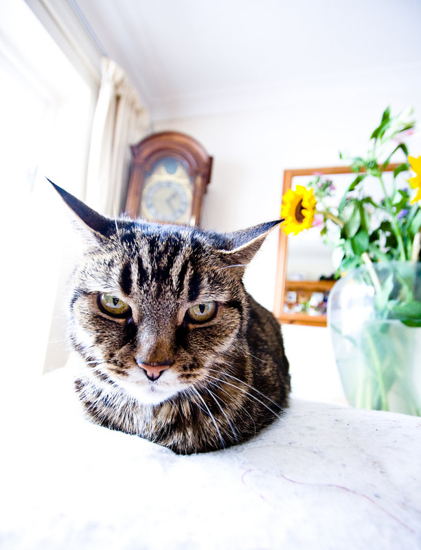 Cross cat