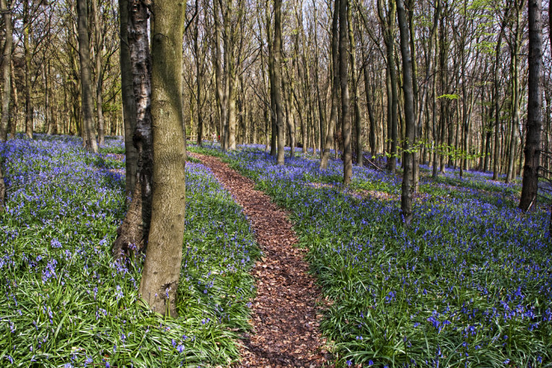 Andrews Wood