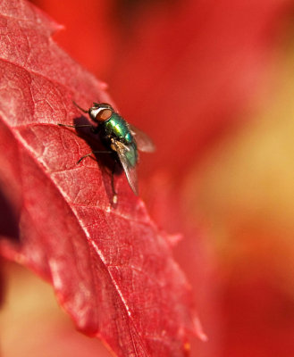 Fly on red leaf