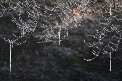 dangly frost!
