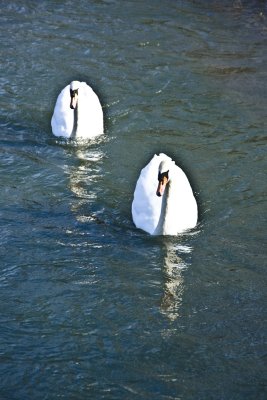 Cold swans!