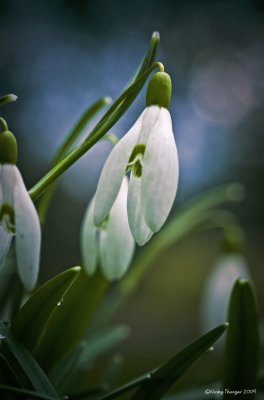 6 March - Snowdrop