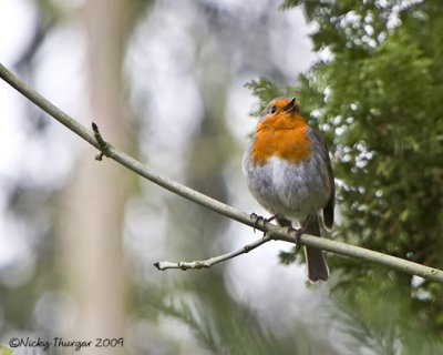 Singing Robin