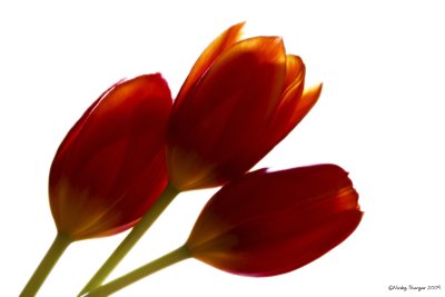 11 April - Tulip snap