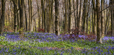 19 April - St Andrews Wood