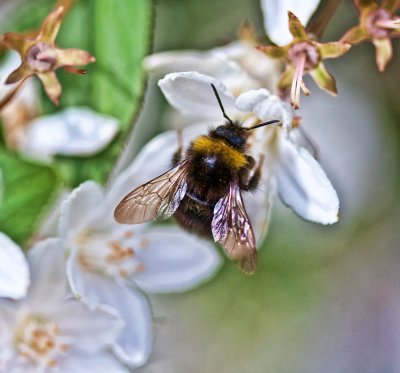 19 May - busy bee