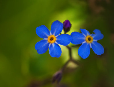 20 May - Forget me Nots...