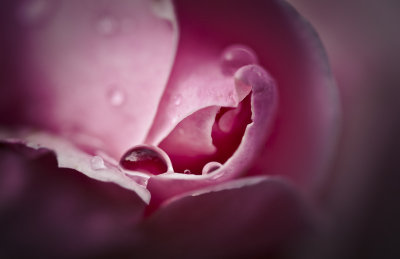 15 June - Drippy Drop Rose