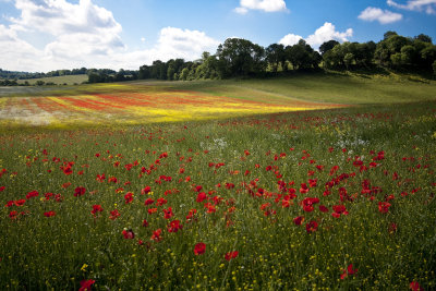 The poppy field