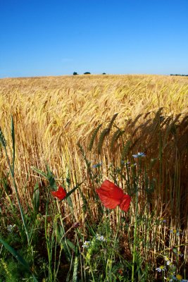 23 June - Poppy Field!