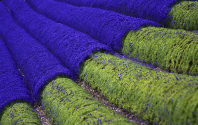 4 July - Lavender Field!