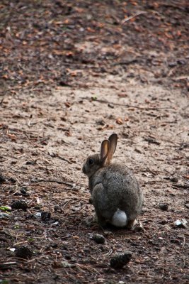 7 July - fluffy bunny wunny