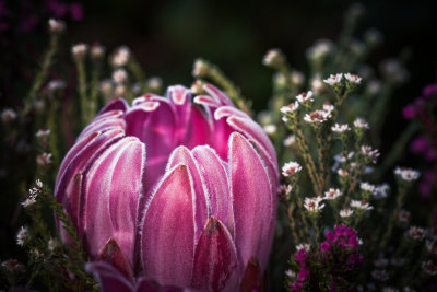 3 August - Say it with flowers...