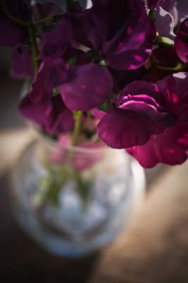 3 September - sweet pea...