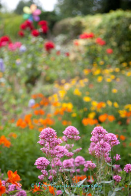 Gerald's garden, progressive lunch 2010