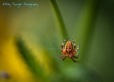 31 July - Spider