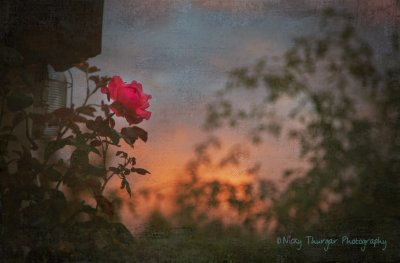 11 September - Rose and the sunset...