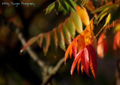 30 September - fire tree