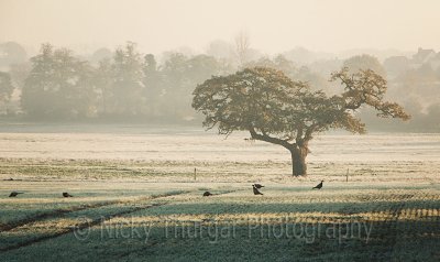 16 November - trees & birds!