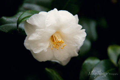 5 February - Camellia...?