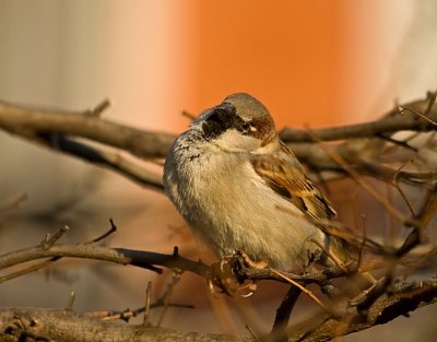 Sparrow!