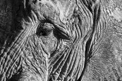 Elderly elephant