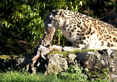 Snow Leopard