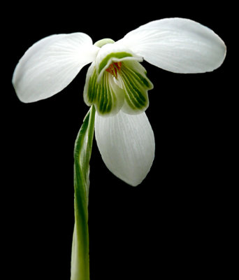 23 February - snowdrop