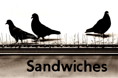 Pigeon sandwiches